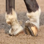 horse-hooves