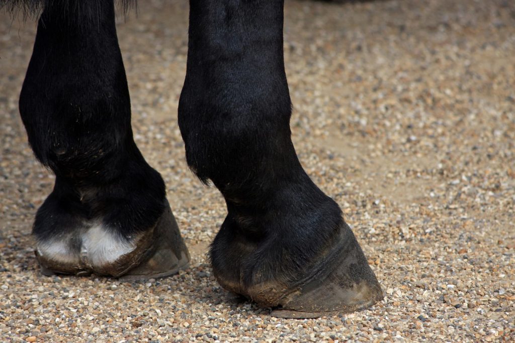 horse-hooves