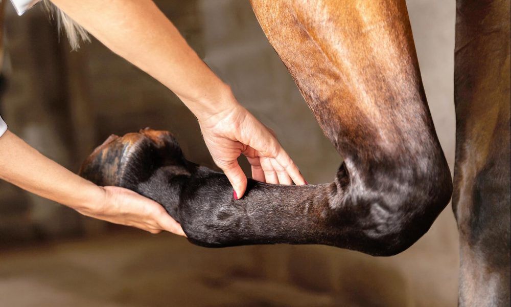 Arthritis in Horses