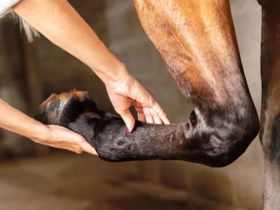 Arthritis in Horses