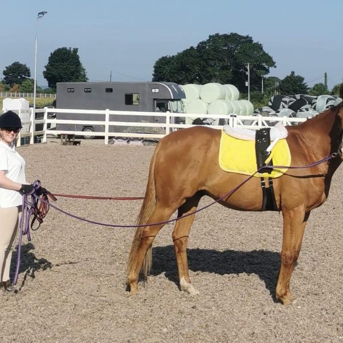 Long Reining Horses Long Reining a horse