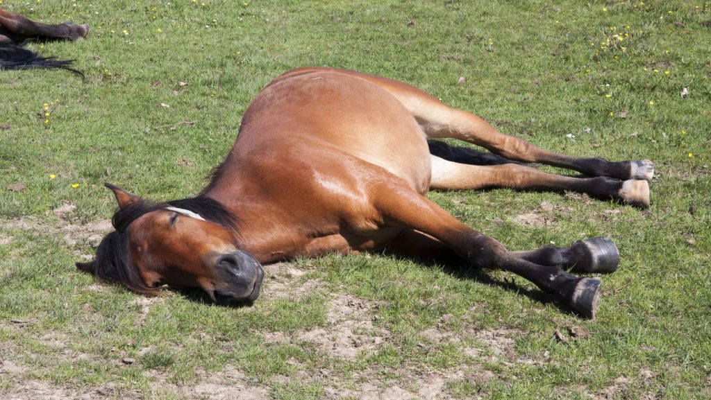 horse-sleeping