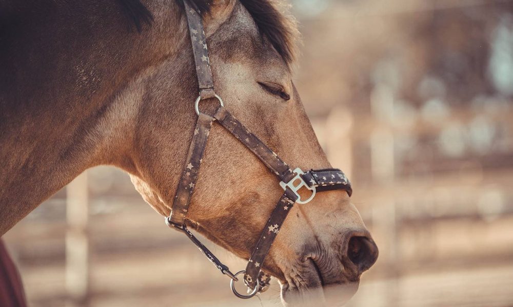 horse-sleeping