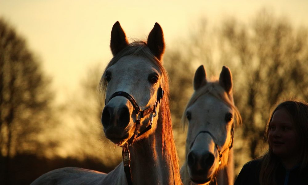 Horse at Dusk