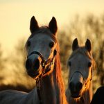 Horse at Dusk