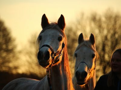 Horse at Dusk