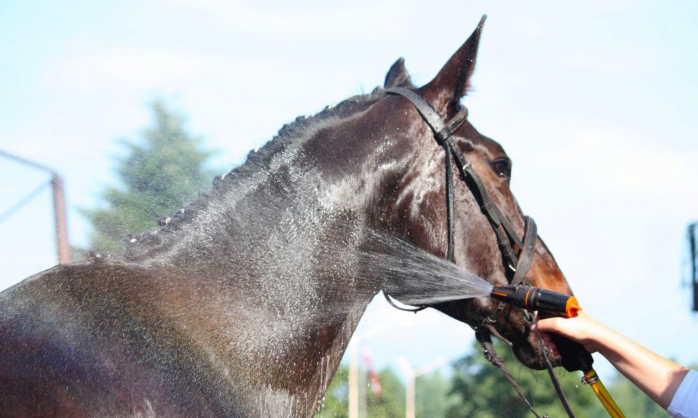 washing-your-pony