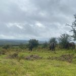 Exmoor Ponies