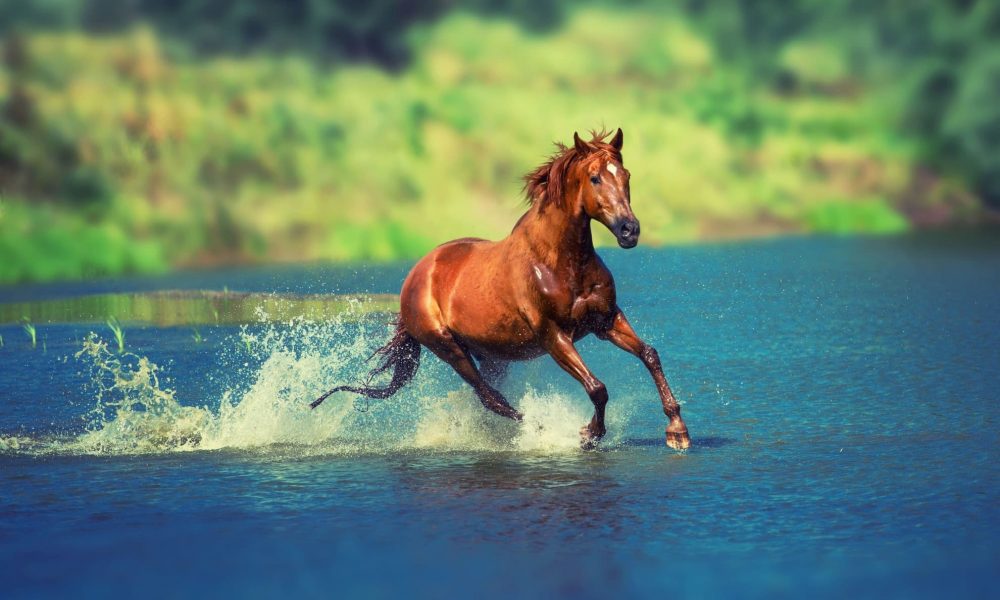 horse-water-play