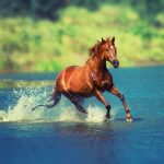 horse-water-play
