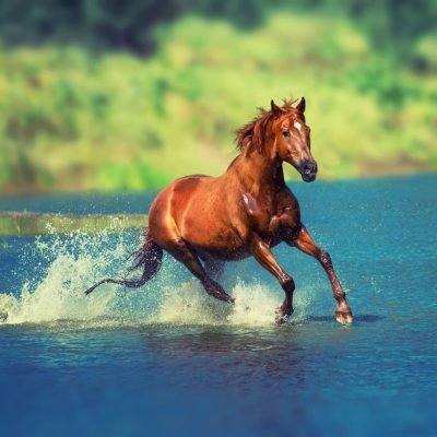 horse-water-play