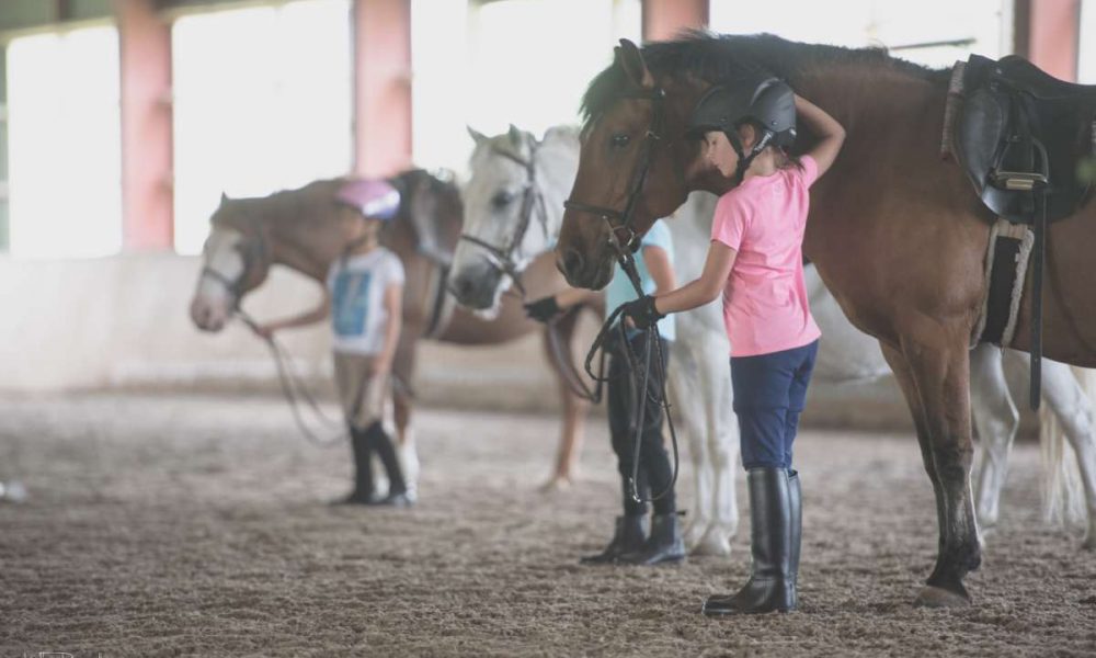 horse-lesson