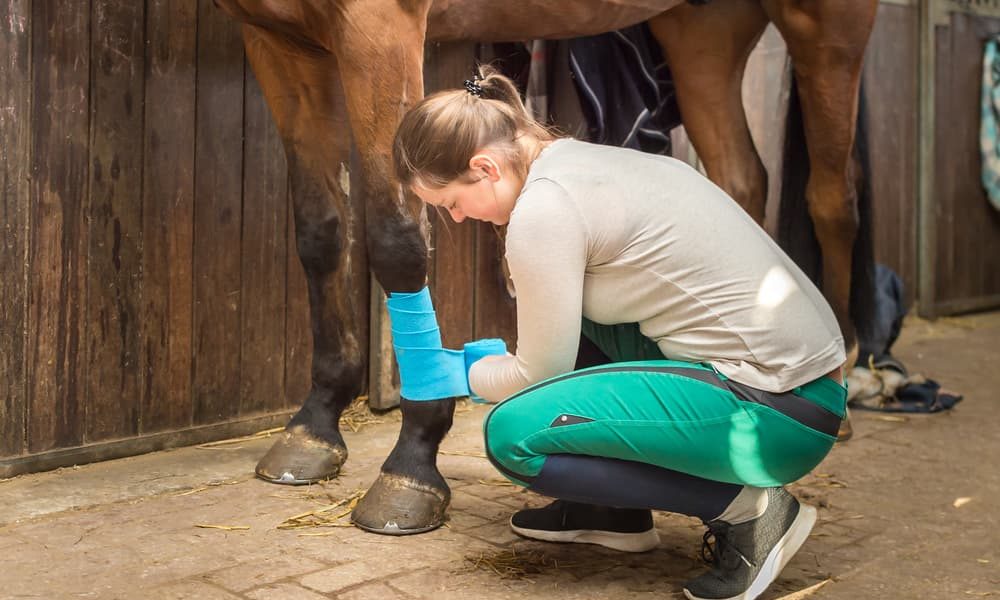 horse-first-aid