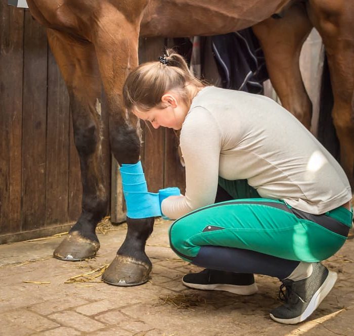 horse-first-aid