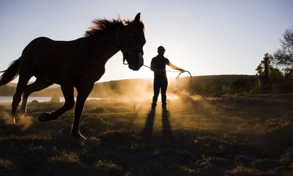 horse-trainer