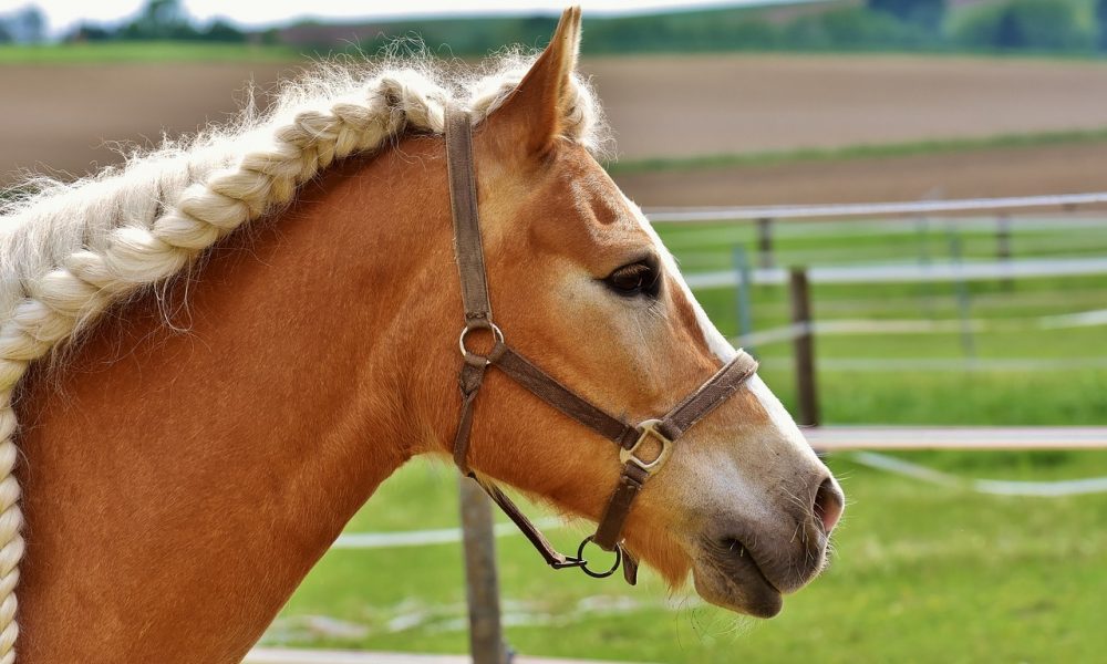 braided-horse
