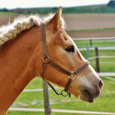 braided-horse