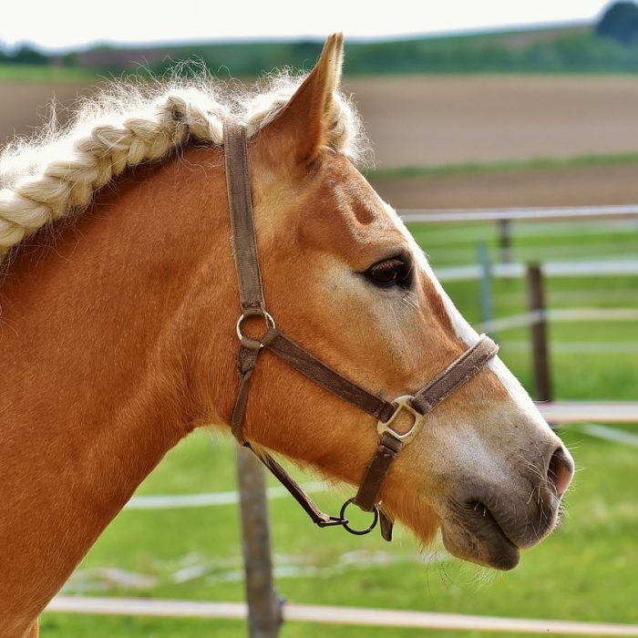 5 Must-Have Plaits for Your Pony: Easy Styles to Master braided-horse